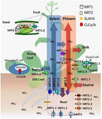 Dancing with Hormones: A Current Perspective of Nitrate Signaling and Regulation in Arabidopsis